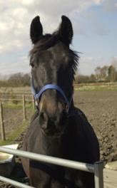 foraars billeder 154 (56)